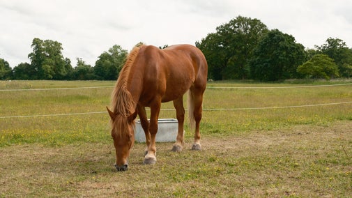 Suffolk Punch horse, Joan grazing in a field at Wimpole Estate's Home Farm, Cambridgeshire
